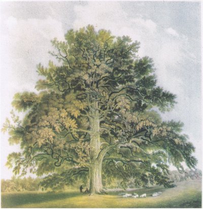 ポラードウィロー、イギリスの自然、コリンズ発行、1946 作： David Cox