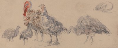 七面鳥の研究 作： David Cox