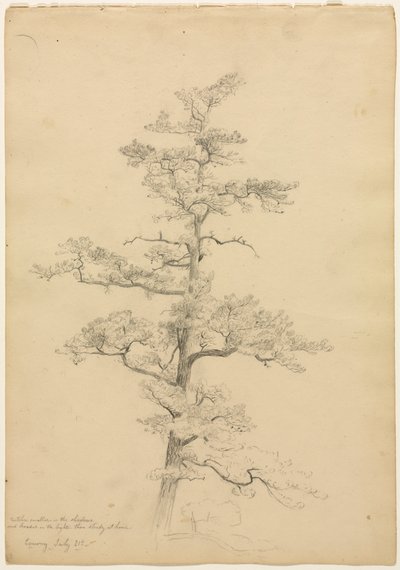 松の木、コンウェイ、ニューハンプシャー州直轄、c。 1851年。 作： David Johnson