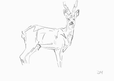 Roe Buck, 2024 （紙に竹葦ペンとインク） 作： David Mayer