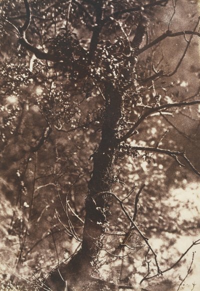 コリントンのフェアリー ツリー、1846 年。作成者: David Octavius Hill、Robert Adamson、Hill & Adamson。 作： Hill and Adamson