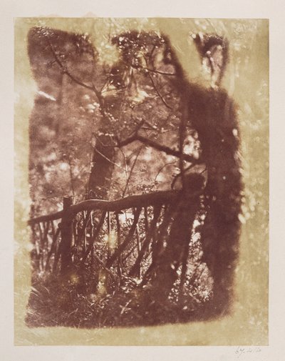 コリントンウッドのフェンスと木（カロタイプネガからの塩紙印刷） 作： David Octavius Hill