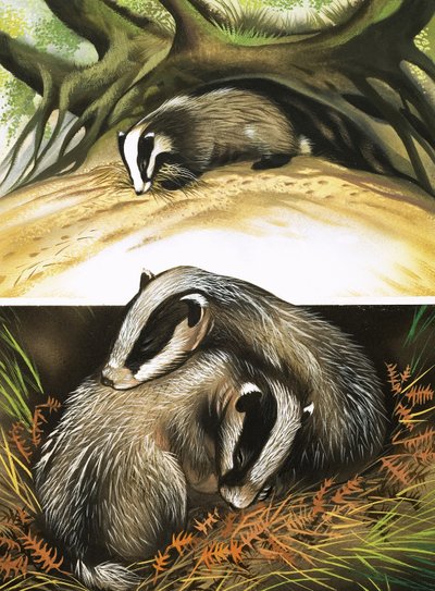 自宅でのアナグマ夫妻 作： David Pratt