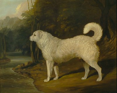 犬の肖像、ロス 作： David of York Dalby
