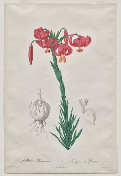 Lillium Pomponium (サザエ)、Les Liliacées のプレート 7 作： De Gouy