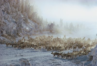 雪に覆われた冬景色の中にいるトナカイ、ヘラジカ、カリブー、または同様の動物の群れ。 作： Dean Conger