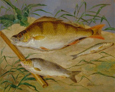 粗魚の釣り人のキャッチ 作： Dean Wolstenholme