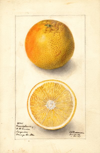 コナーズ・シードリング・オレンジ ( Citrus sinensis ) （水彩画） 作： Deborah Griscom Passmore