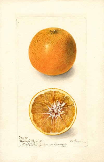 オレンジ（シネンシス：ビショップス・フェイバリット）（水彩画） 作： Deborah Griscom Passmore