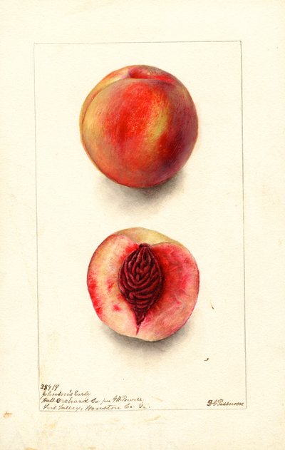 桃 (Prunus persica: Johnsons Early) (水彩) 作： Deborah Griscom Passmore