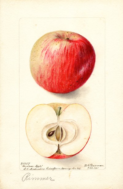 リンゴ (Malus domestica) (水彩) 作： Deborah Griscom Passmore