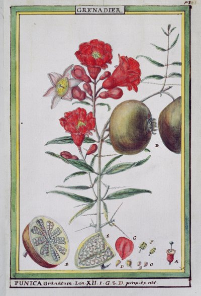 ホット植物のフロリンディーまたは物理経済的歴史からのザクロの木、1789 作： Delahaye