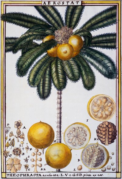 Aerostat（Theophrasta aculeata）、Delahayeの水彩画、Florindie ou Histoire physico-economique des vegetaux de la Torride（熱帯地方の植物の物理経済史）より 作： Delahaye Delahaye