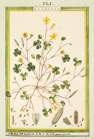 バミューダのキンポウゲ（Oxalis biflora or pes-caprae）、Delahayeによる水彩画 作： Delahaye Delahaye