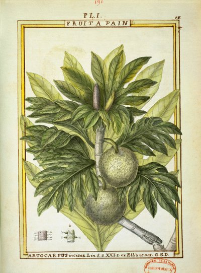 パンの実（Artocarpus altilis）、Delahayeの水彩画 作： Delahaye Delahaye