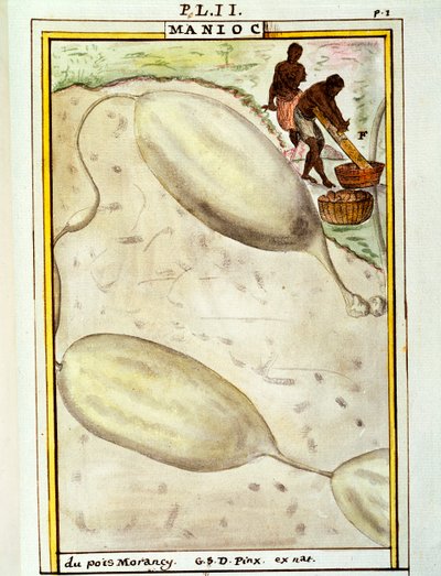 キャッサバまたはマニオック（Manihot esculenta）、Delahayeによる水彩画 作： Delahaye Delahaye