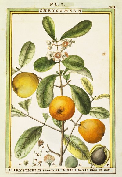 クリソメリス（Chrysomelis senticosa）、デラヘーによる水彩画 作： Delahaye Delahaye