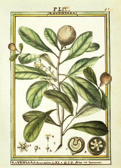 Cryptocarya Aromatica、Delahayeによる水彩画 作： Delahaye Delahaye