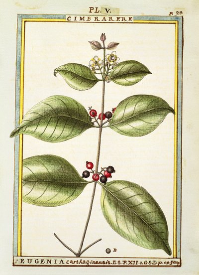 Eugenia Carthaginensis、Delahayeによる水彩画 作： Delahaye Delahaye