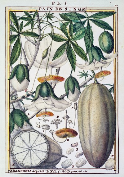 バオバブの実と花（Delahaye著）（Florindie ou Historie physico-economique des Vegetaux de la Torrideより 作： Delahaye Delahaye