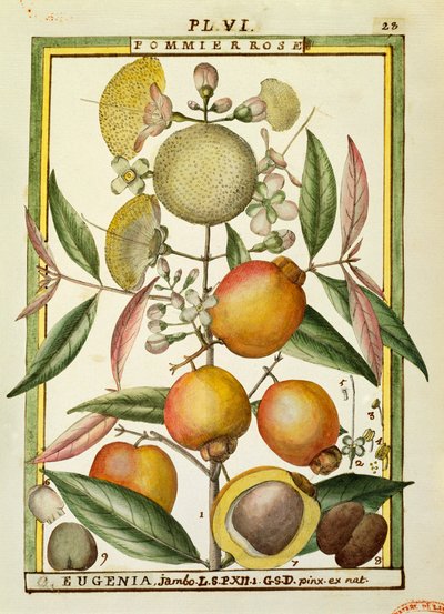 マラバルプラムまたはローズアップル（Eugenia JambosまたはSyzygium Jambos）、Delahayeによる水彩画 作： Delahaye Delahaye