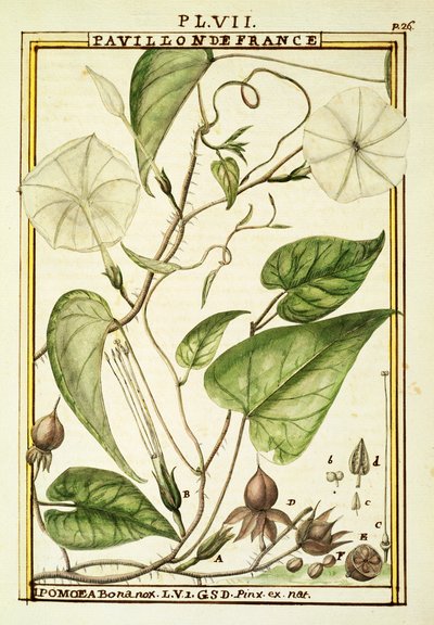 ムーンフラワーまたはムーンバイン（Ipomoea Alba）、Delahayeによる水彩画 作： Delahaye Delahaye