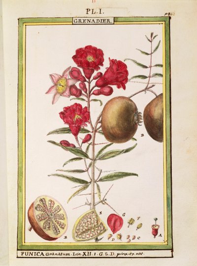 ざくろ（Punica granatum）、Delahayeの水彩画 作： Delahaye Delahaye