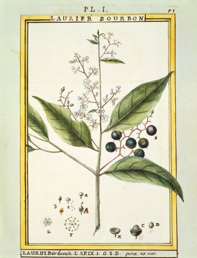 レッドベイツリー（Laurus borboniaまたはPersea carolinensis）、Delahayeによる水彩画 作： Delahaye Delahaye