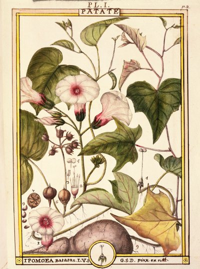 サツマイモ（Ipomea batatas）、Delahaye作、水彩画 作： Delahaye Delahaye