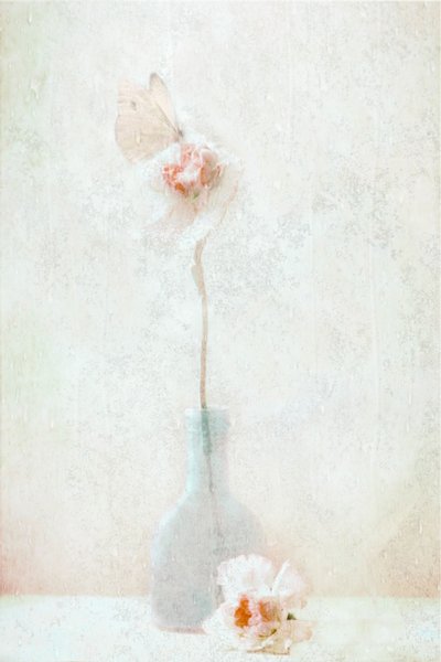 可憐な蝶の花 作： Delphine Devos