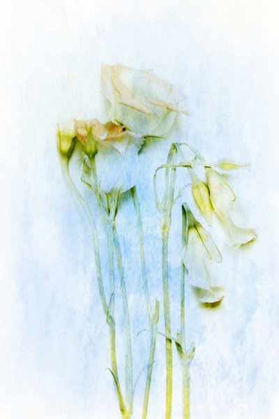  作： Delphine Devos