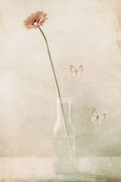  作： Delphine Devos
