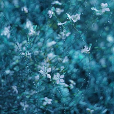 夢のような青い庭の花々 作： Delphine Devos