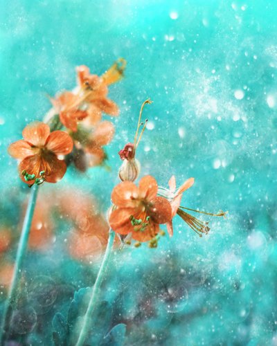  作： Delphine Devos
