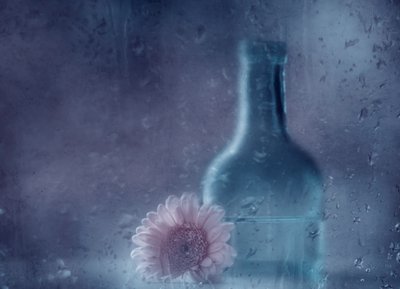夢のような雨のガーベラ 作： Delphine Devos