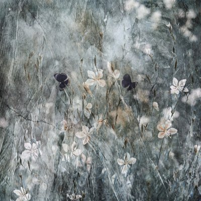  作： Delphine Devos