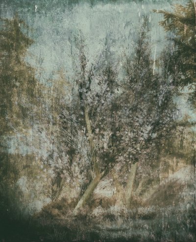  作： Delphine Devos