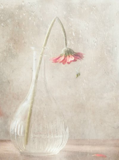  作： Delphine Devos