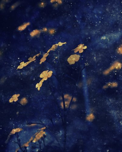  作： Delphine Devos