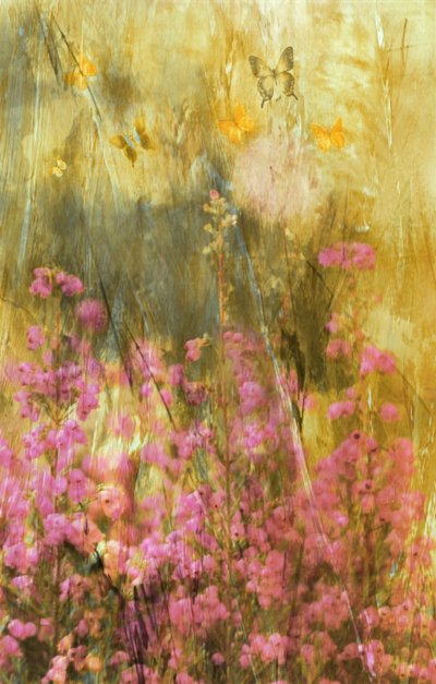  作： Delphine Devos