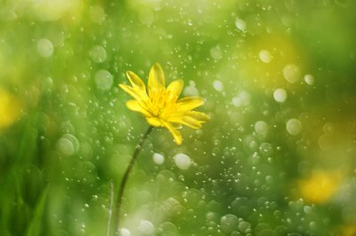 朝露の花 作： Delphine Devos