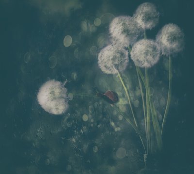  作： Delphine Devos