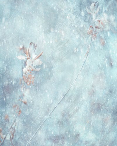  作： Delphine Devos