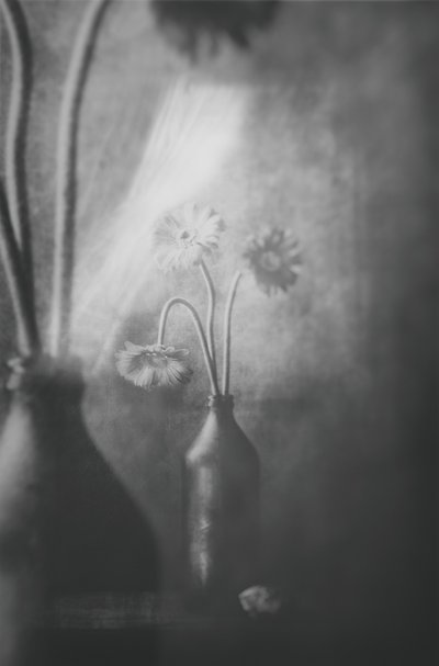 柔らかな光に照らされた花々 作： Delphine Devos