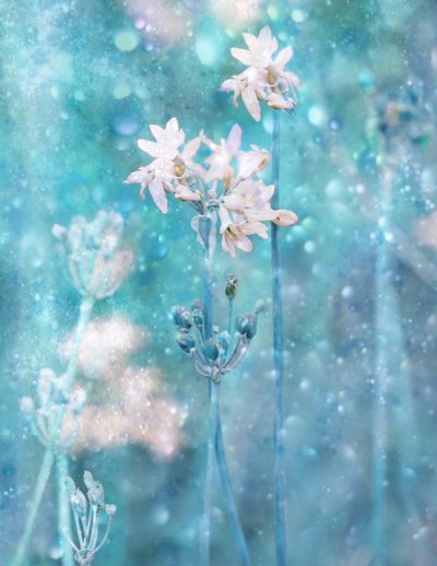  作： Delphine Devos