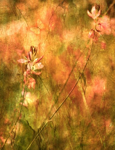  作： Delphine Devos