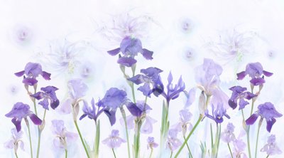 夢のようなラベンダー色のアイリス 作： 