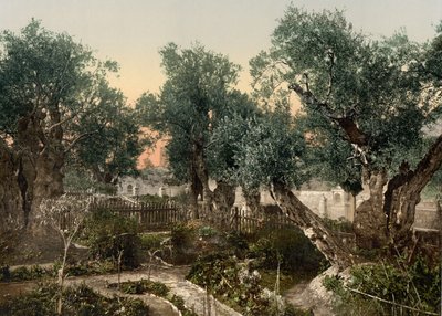 ゲッセマネの園、エルサレム、聖地、1890～1900年頃（フォトクロムプリント） 作： Detroit Photographic Co.