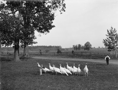 白いオランダの七面鳥、1900 作： Detroit Publishing Co.