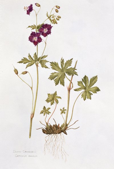 薄暗いクレインズビル（紙にトイレ） 作： Diana Everett